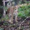 Luchs210702100202