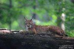 Luchs210702102147b